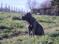 cane corso black brindle